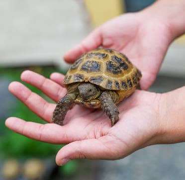 Exotic Pet: turtle