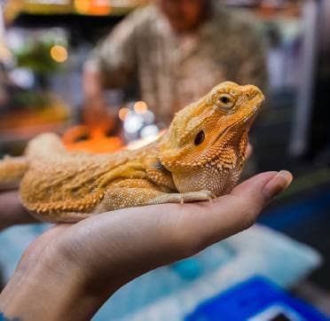 Exotic Pet: bearded dragon