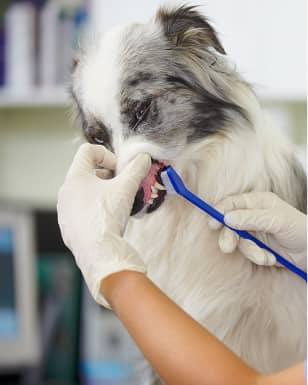 Dental Cleaning