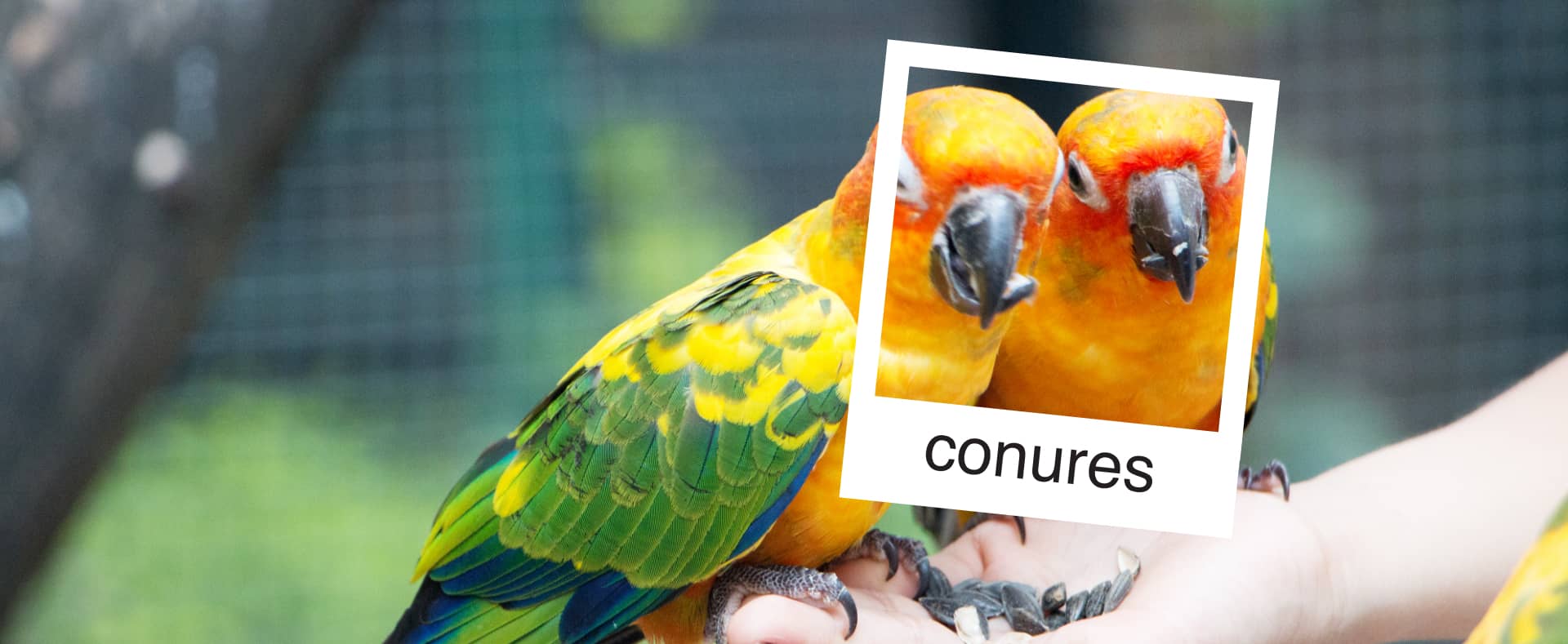 Slide Image: care for your exotic pet